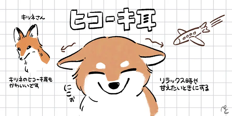 柴犬のヒコーキ耳