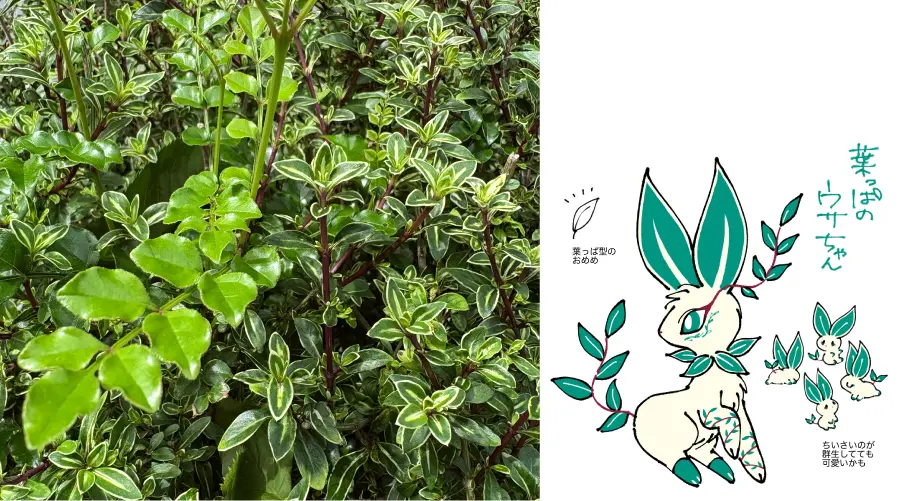 道端の葉っぱと葉っぱのウサちゃん