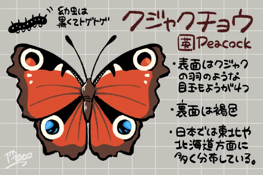 クジャクチョウ